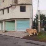 Video of an adult male lion walking the streets of a residential neighborhood in Mexico.