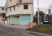 Video of an adult male lion walking the streets of a residential neighborhood in Mexico.