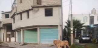 Video of an adult male lion walking the streets of a residential neighborhood in Mexico.