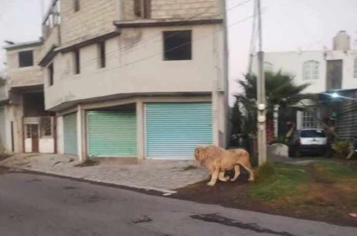 Video of an adult male lion walking the streets of a residential neighborhood in Mexico.