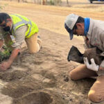 Two Mexican men kneeling in the dirt holding young trees with yellow flowers. The trees are in temporary pots. They are preparing to plant the trees in holes dug in the soil in front of them.