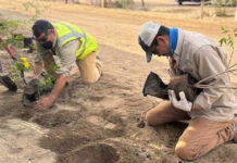 Two Mexican men kneeling in the dirt holding young trees with yellow flowers. The trees are in temporary pots. They are preparing to plant the trees in holes dug in the soil in front of them.