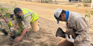 Two Mexican men kneeling in the dirt holding young trees with yellow flowers. The trees are in temporary pots. They are preparing to plant the trees in holes dug in the soil in front of them.