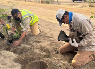 Two Mexican men kneeling in the dirt holding young trees with yellow flowers. The trees are in temporary pots. They are preparing to plant the trees in holes dug in the soil in front of them.