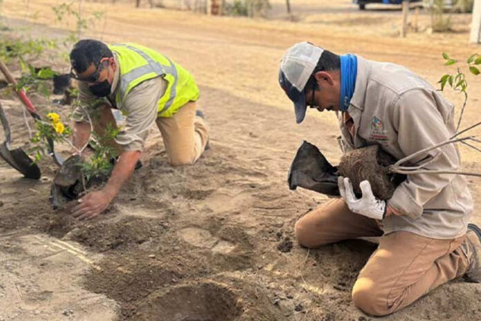 Two Mexican men kneeling in the dirt holding young trees with yellow flowers. The trees are in temporary pots. They are preparing to plant the trees in holes dug in the soil in front of them.