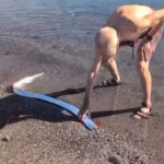 Elderly man in shorts and sandals and no shirt on the shore of a beach in Mexico touching an oarfish in the surf. The iridescent fish is a pellagic type, i.e. very long and reminiscent of an eel.