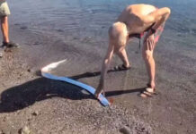 Elderly man in shorts and sandals and no shirt on the shore of a beach in Mexico touching an oarfish in the surf. The iridescent fish is a pellagic type, i.e. very long and reminiscent of an eel.