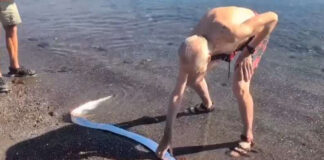 Elderly man in shorts and sandals and no shirt on the shore of a beach in Mexico touching an oarfish in the surf. The iridescent fish is a pellagic type, i.e. very long and reminiscent of an eel.