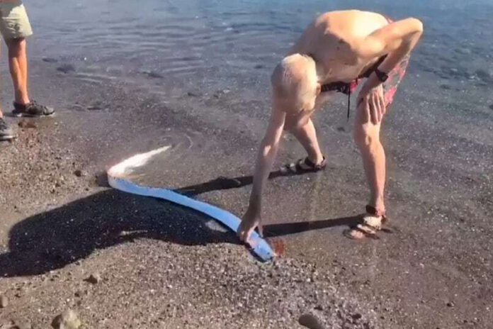 Elderly man in shorts and sandals and no shirt on the shore of a beach in Mexico touching an oarfish in the surf. The iridescent fish is a pellagic type, i.e. very long and reminiscent of an eel.