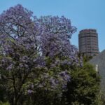 Jacaranda tree blooming in between city buildings.