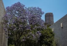 Jacaranda tree blooming in between city buildings.