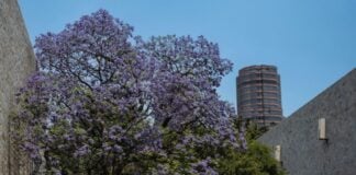 Jacaranda tree blooming in between city buildings.