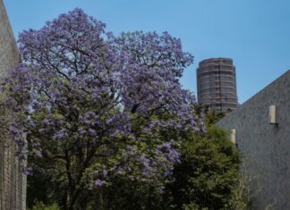 Jacaranda tree blooming in between city buildings.