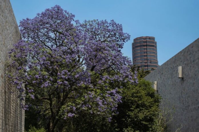 Jacaranda tree blooming in between city buildings.