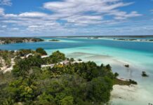 A view of the clear blue water of Bacalar Lagoon, with mangroves on the shore.