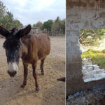 Two photos: one of a donkey and another of a wall with a hole in it