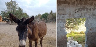 Two photos: one of a donkey and another of a wall with a hole in it