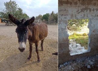 Two photos: one of a donkey and another of a wall with a hole in it