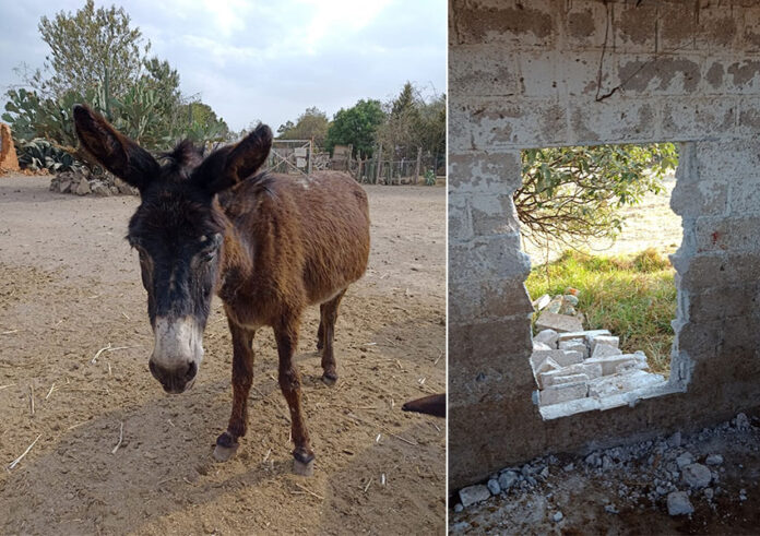 Two photos: one of a donkey and another of a wall with a hole in it