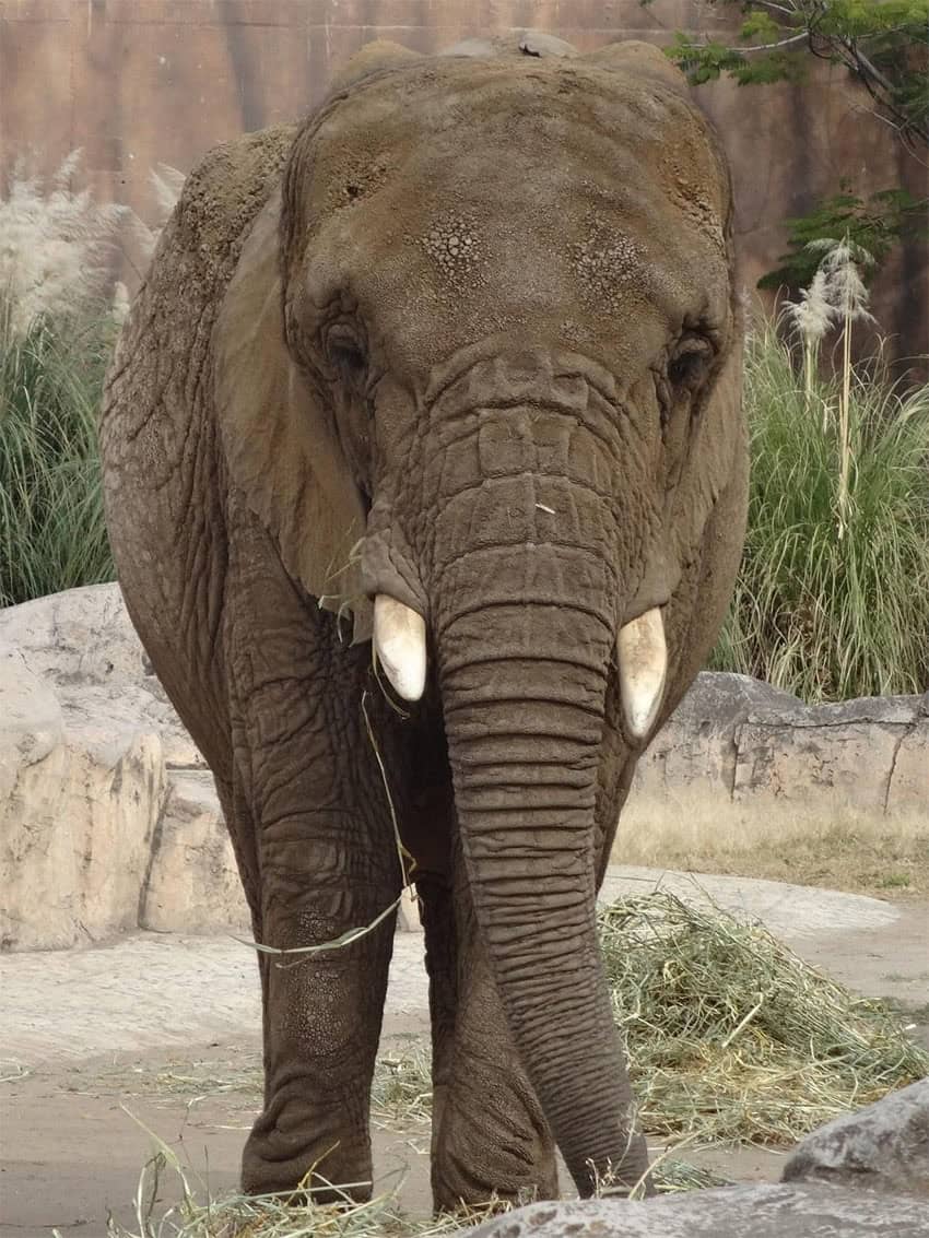 Ely the elephant