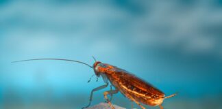 A cockroach like those you can name after your ex at the Nuevo Laredo Zoo