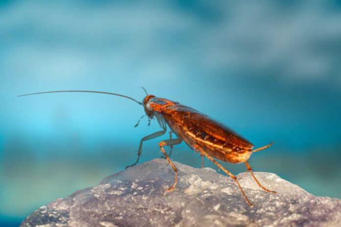 A cockroach like those you can name after your ex at the Nuevo Laredo Zoo