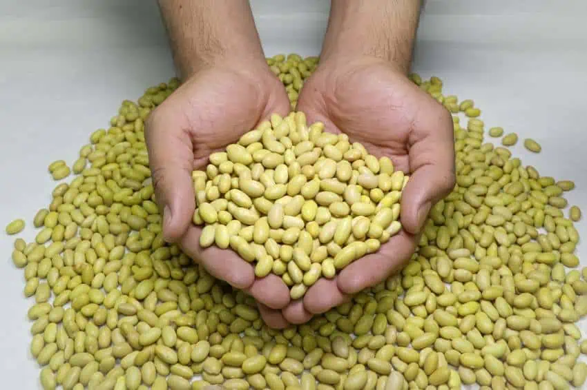 Cupped hands holding frijoles azufrado