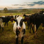 A calf with an ear tag stands in a field of cattle, like those waiting to cross the U.S.-Mexico border after a screwworm infection shut down exports for three months