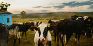 A calf with an ear tag stands in a field of cattle, like those waiting to cross the U.S.-Mexico border after a screwworm infection shut down exports for three months