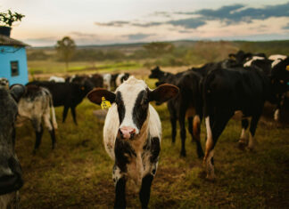 A calf with an ear tag stands in a field of cattle, like those waiting to cross the U.S.-Mexico border after a screwworm infection shut down exports for three months