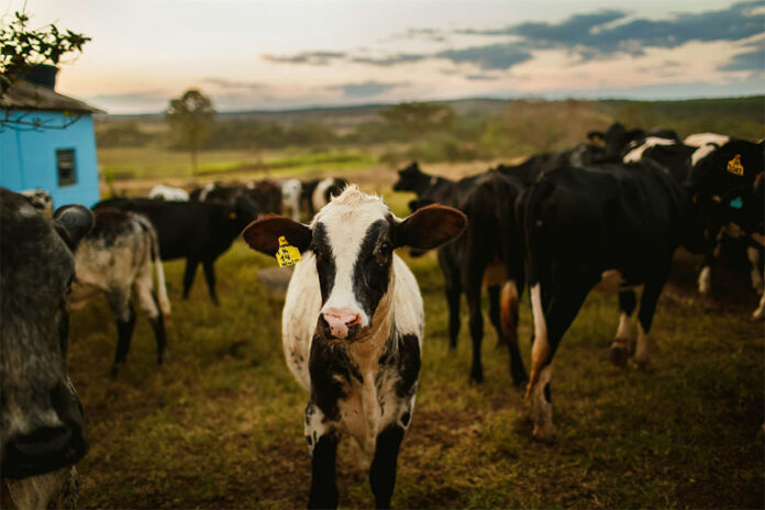 A calf with an ear tag stands in a field of cattle, like those waiting to cross the U.S.-Mexico border after a screwworm infection shut down exports for three months