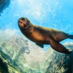 Seal swimming in crystal clear blue waters of the Gulf of California, surrounded by rocky outcrops.