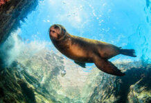 Seal swimming in crystal clear blue waters of the Gulf of California, surrounded by rocky outcrops.