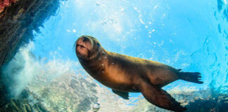 Seal swimming in crystal clear blue waters of the Gulf of California, surrounded by rocky outcrops.