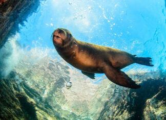 Seal swimming in crystal clear blue waters of the Gulf of California, surrounded by rocky outcrops.