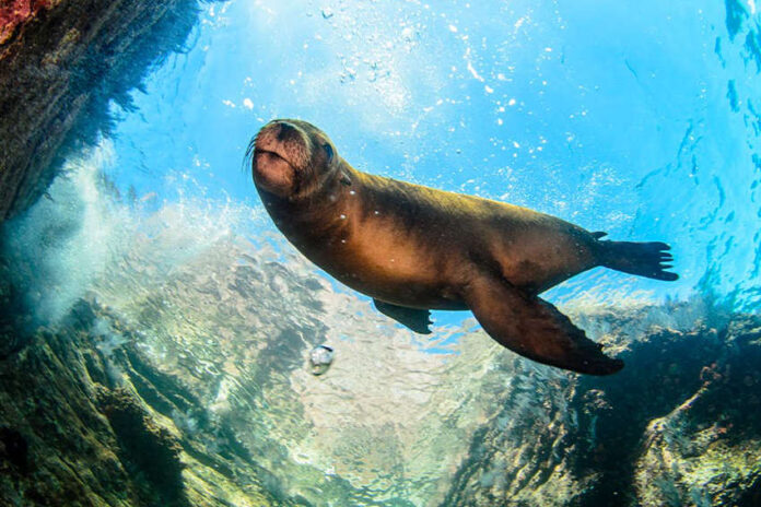 Seal swimming in crystal clear blue waters of the Gulf of California, surrounded by rocky outcrops.