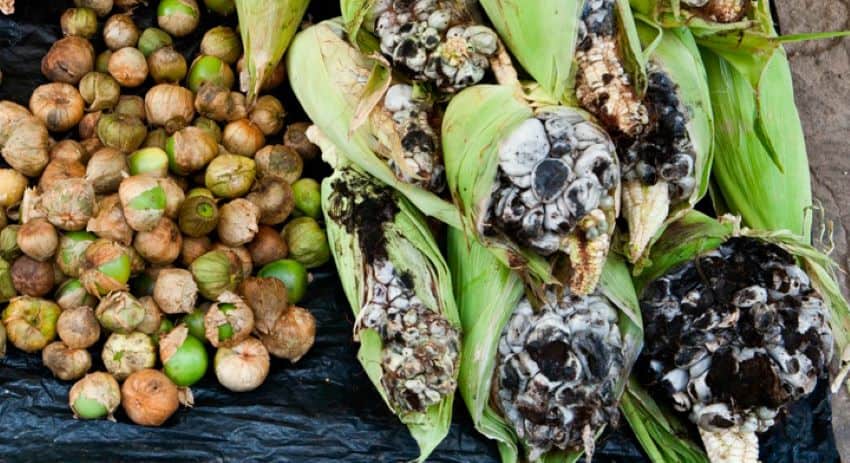 Una pila de mazorcas de maíz infectadas con hongo Huitlacoche o Cuitlacoche junto a una pila de otras verduras