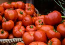 Taste of Mexico: Tomato pile