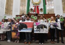 CDMX governing body's discussion of bloodless bullfighting