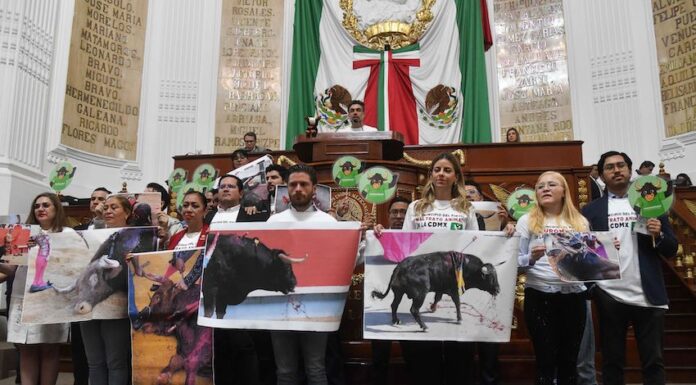 CDMX governing body's discussion of bloodless bullfighting