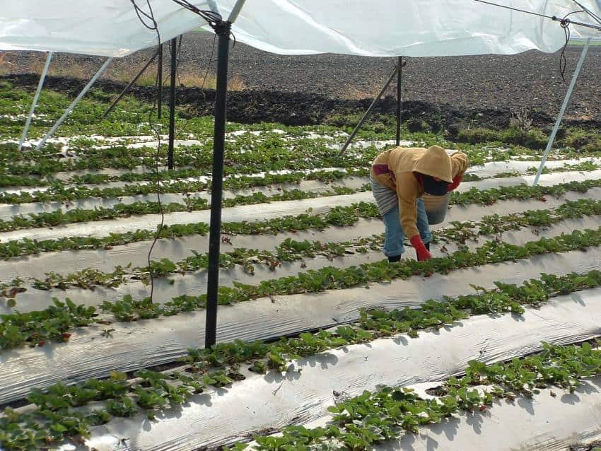 Strawberry farm worker picking fruit from rows of strawberry plants covered with white tarps.