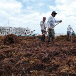 Each year, large quantities of sargassum contaminate Mexico's southeastern beaches.