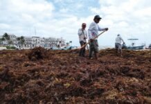 Each year, large quantities of sargassum contaminate Mexico's southeastern beaches.