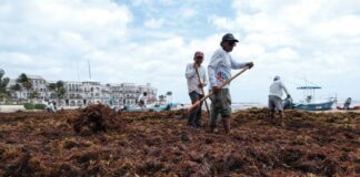 Each year, large quantities of sargassum contaminate Mexico's southeastern beaches.