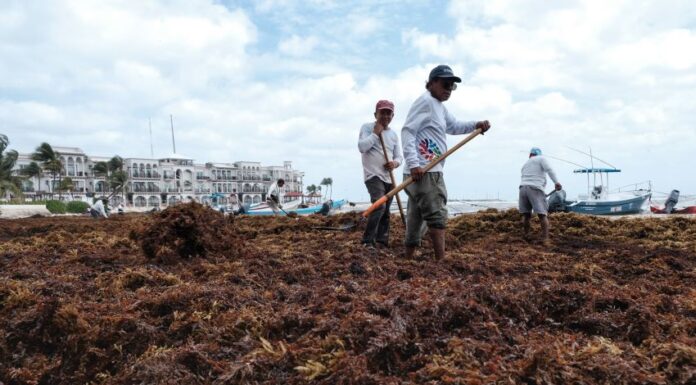 Each year, large quantities of sargassum contaminate Mexico's southeastern beaches.