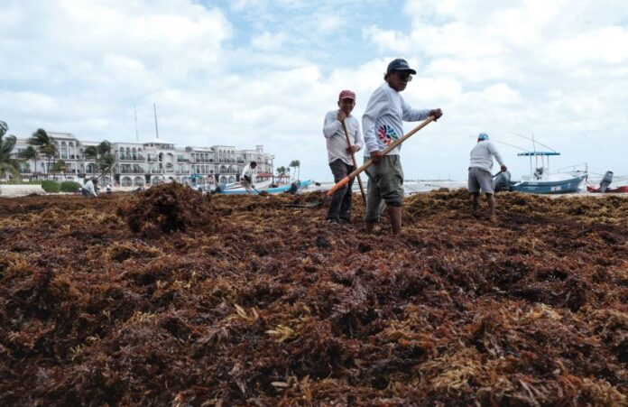 Each year, large quantities of sargassum contaminate Mexico's southeastern beaches.