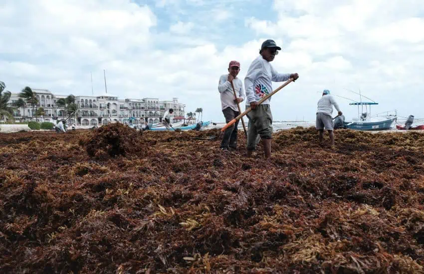 Mexican researchers turn sargassum into construction material