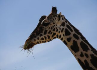 Giraffe