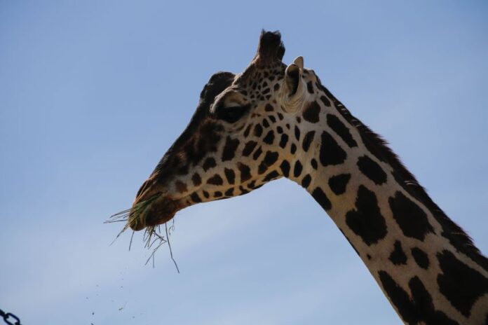 Giraffe