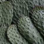 Nopales